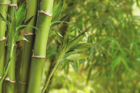 From Harvest to Home - The Manufacturing  Process of Bamboo