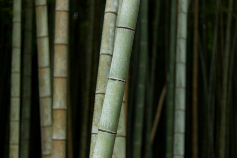 Is Bamboo Bedlinen A Sustainable Choice?