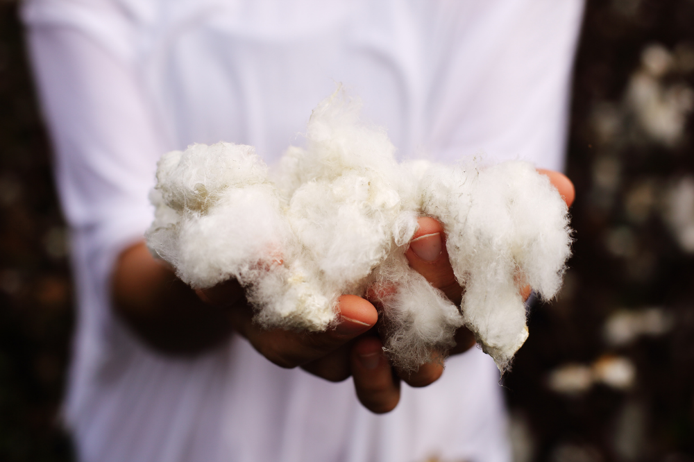 Certified Organic vs. OEKO-Tex Standard 100® Labels