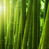 100% Bamboo Sheet Sets (Tan) - Single Size